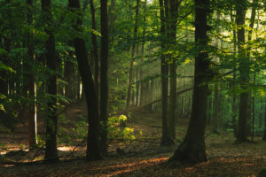 Forest, trees Forest, trees